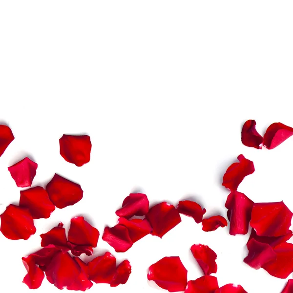 Pétalas de rosa vermelha no fundo branco — Fotografia de Stock