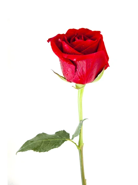Rode roos op witte achtergrond — Stockfoto