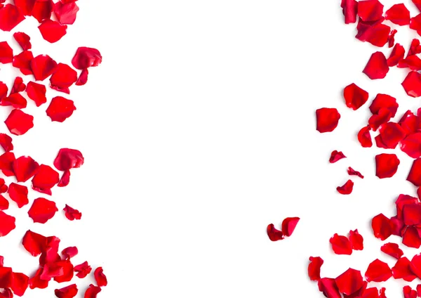 Červené okvětní lístky růží na bílém pozadí — Stock fotografie