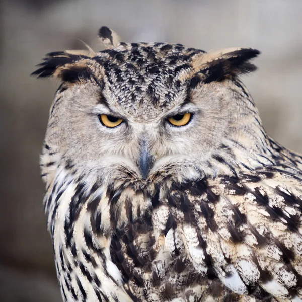 Portrait d'oiseau hibou — Photo