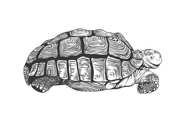 Turtle. Black on white — Stock Vector