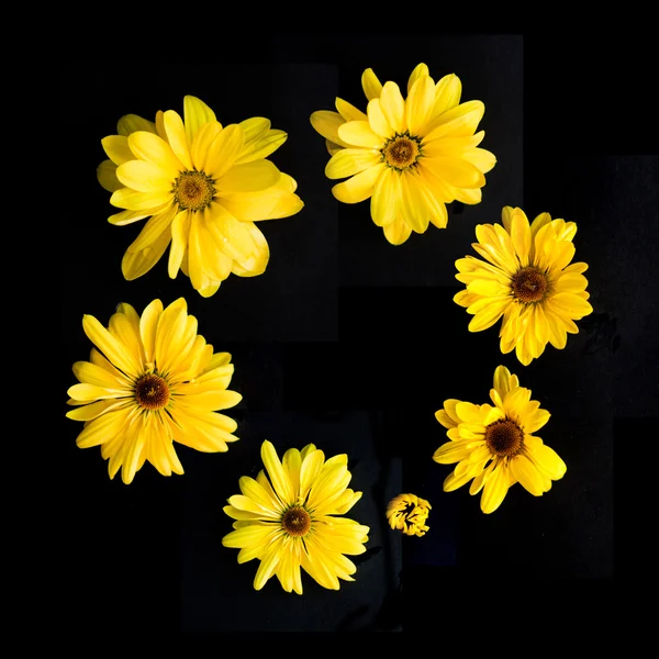 在黑色背景上的黄太阳菊鲜花 — 图库照片