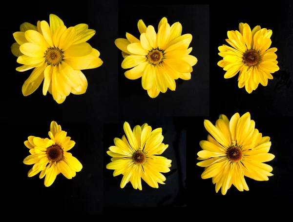 在黑色背景上设置的 6 黄太阳菊鲜花 — 图库照片
