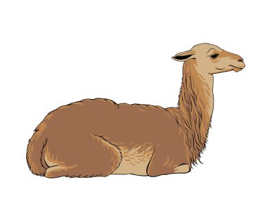  alpaka (vicuna, Lama)