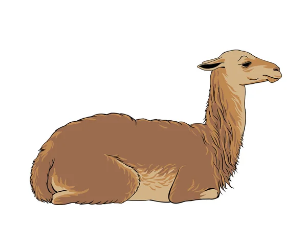 Alpaka (vicuna, Lama) — Stok Vektör