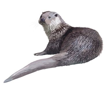  Realistic detailed otter clipart
