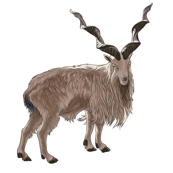 ねじ角のヤギ — ストックベクタ