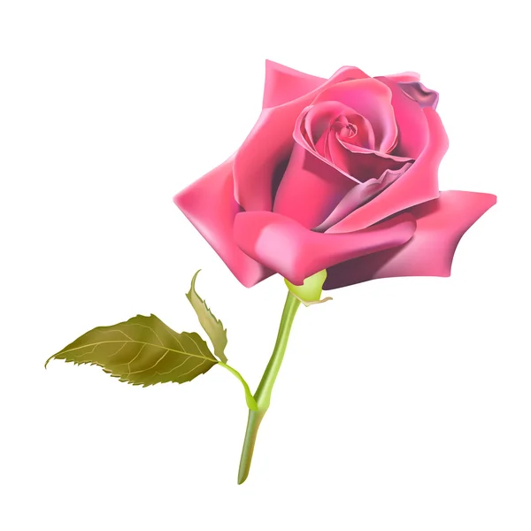 Rosa rosa flor aislada sobre fondo blanco — Vector de stock