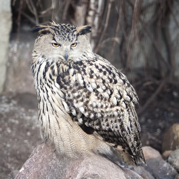 Coruja de águia (Bubo bubo ) — Fotografia de Stock