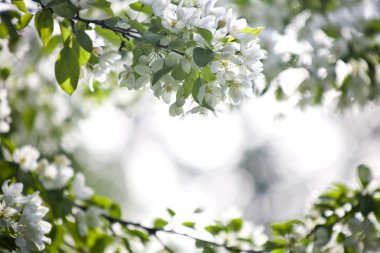 çiçek açan armut ağacı