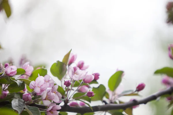 Pommier en fleurs — Photo