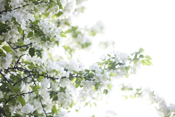 Blühender Birnbaum Natur Hintergrund — Stockfoto