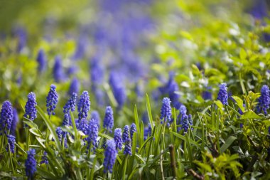 Muscari çiçekler (fare sümbül)