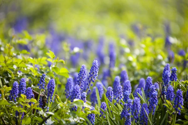 Muscari květiny (myším Hyacint) — Stock fotografie