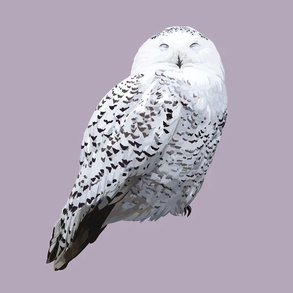 Hibou polaire blanc. Illustration réaliste détaillée — Image vectorielle