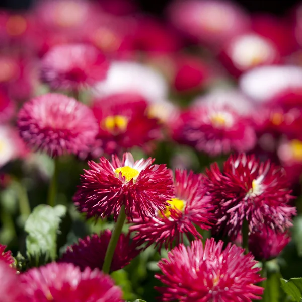 Рожеві ромашкові (маргарити) квіти — стокове фото