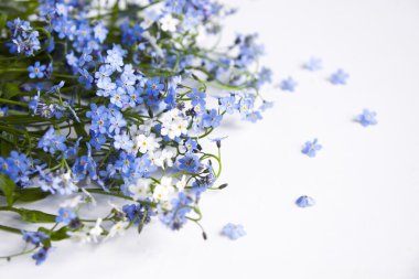 Unutma mavi orman çiçekleri - doğa arka plan