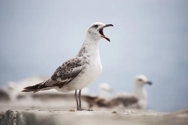 Sea gull shouts — Stock Photo, Image