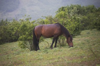 At yeşil çayırda otluyor.