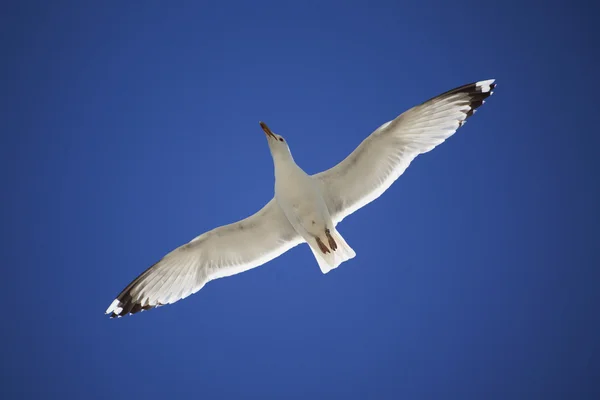 Måsen på blå himmel — Stockfoto