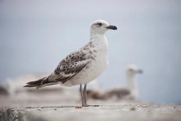 Ayakta sea gull — Stok fotoğraf