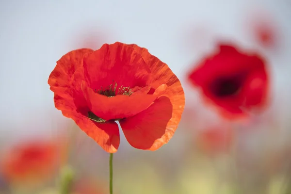 Rode papaver bloemen — Stockfoto