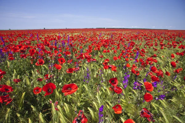 Rood papaverveld — Stockfoto