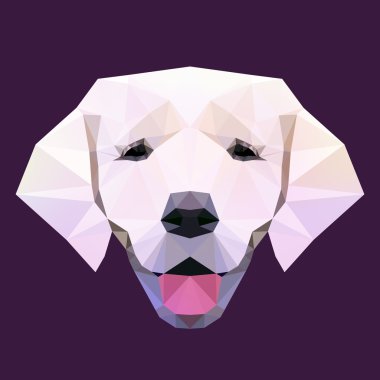 Yüz bir labrador köpek