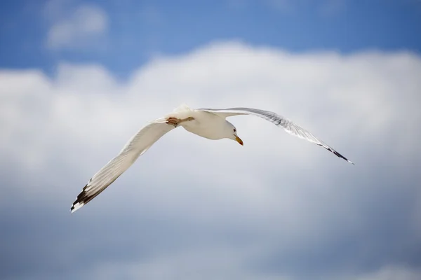 Bílý racek na modré obloze — Stock fotografie