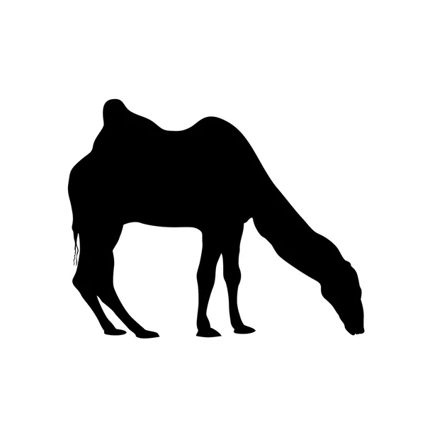 Silhueta de camelo bactriano. Vetor — Vetor de Stock