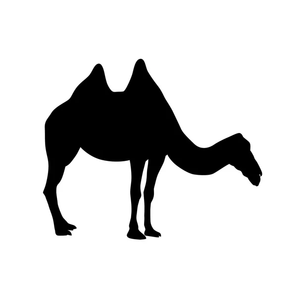 Bactrian camel silhouette — Stock Vector