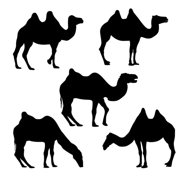 Набор из 5 силуэтов бактриев верблюдов — стоковый вектор