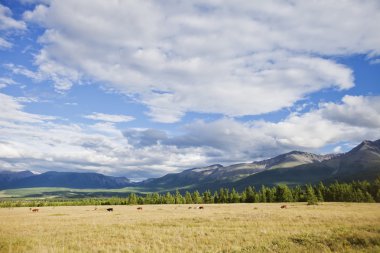  Kurai bozkır manzara. Altay Cumhuriyeti, Rusya Federasyonu
