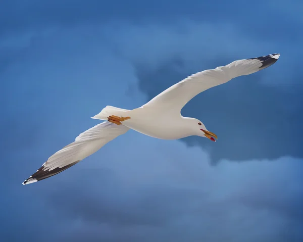 Белая чайка на голубом небе. Вектор — стоковый вектор