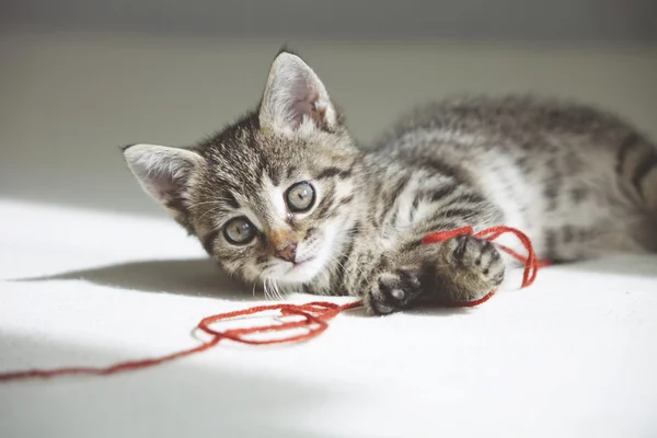 Котенок играет с красной нитью — стоковое фото