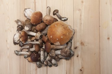 düğüm çörek mantar