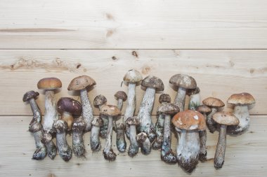 düğüm çörek mantar