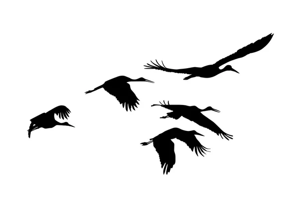 Storkar flock. Vector silhuetter — Stock vektor