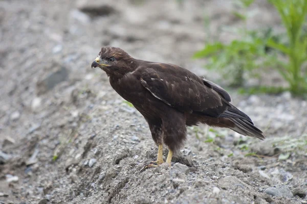 Golden eagle (Aquila chrysaetos) — Stock Photo, Image