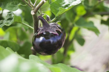 koyu mor yuvarlak patlıcan