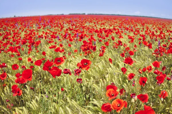 Rood papaverveld — Stockfoto