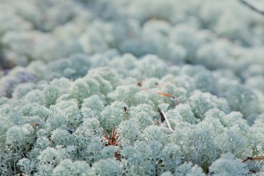 Ren geyiği yosunu ya da yosunun bulanık arkaplanı
