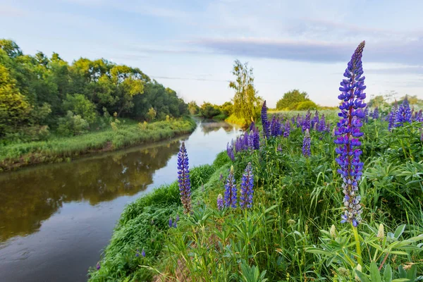 Fiori Lupino Vicino Fiume Kirzhach Nella Regione Vladimir Paesaggio Estivo — Foto Stock