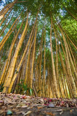 Korulukta uzun bambu gövdeleri, alt manzara