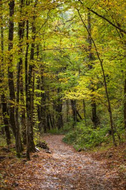 Kraiynaya Polyana Ormanı 'ndaki yol. Sochi, Krasnodar Bölgesi, Rusya