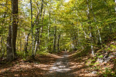 Kraiynaya Polyana Ormanı 'ndaki yol. Sochi, Krasnodar Bölgesi, Rusya