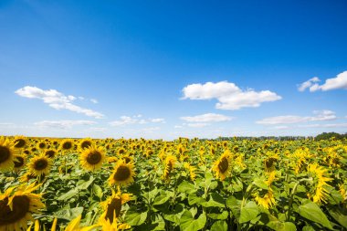 Sarı ayçiçeği tarlası. Yaz doğa manzarası