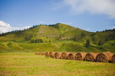 Sahada saman yuvarlanıyor. Altai Dağı manzarası