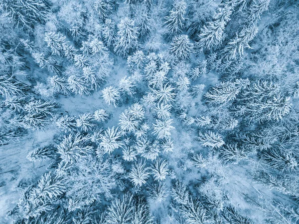 Nieve Bosque Región Moscú Paisaje Ruso Vista Aérea — Foto de Stock