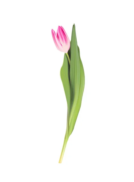 Růžové tulipán květiny na bílém pozadí — Stockový vektor